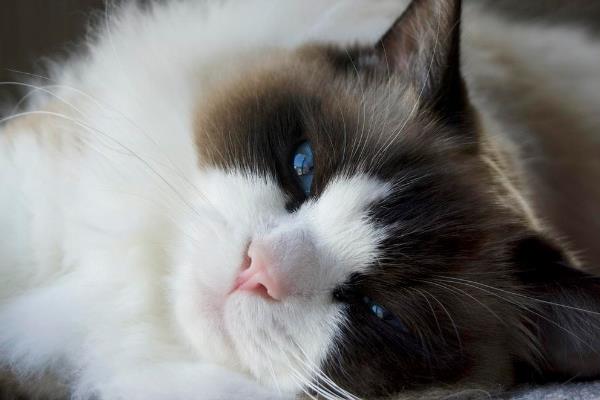 猫视网膜萎缩有什么症状，最终会导致猫咪失明