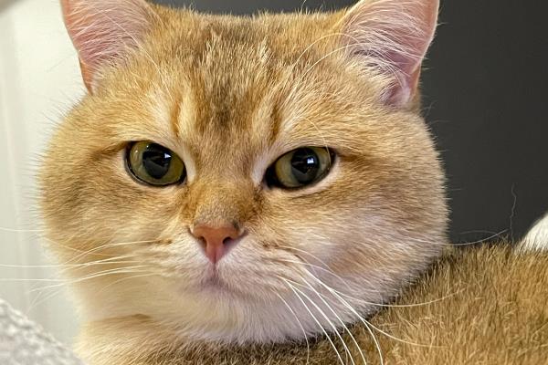 猫视网膜萎缩有什么症状，最终会导致猫咪失明