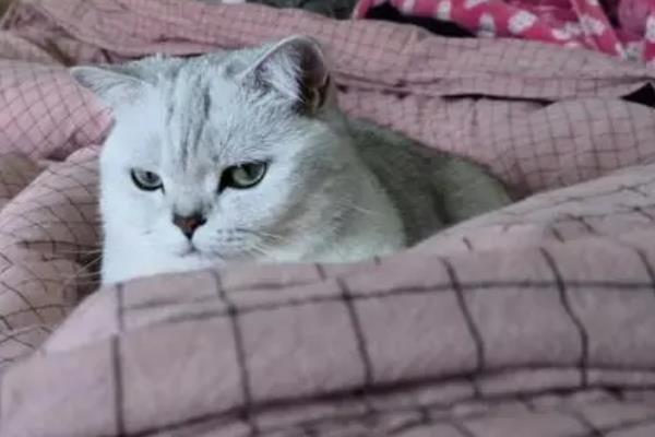 猫视网膜萎缩有什么症状，最终会导致猫咪失明