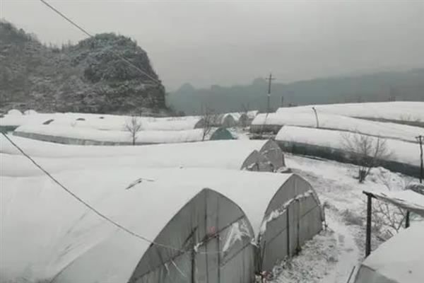 降雪前后怎么管理作物，要对严重受冻的田块追施氮肥和磷钾肥