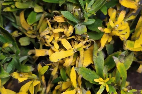 怎么解决除草剂药害，可将芸苔素、鲜牛奶和葡萄糖兑水喷雾