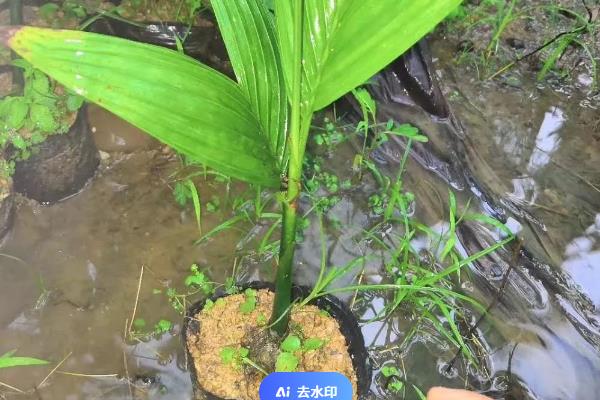 槟榔的种植技术，一般采用种子育苗移裁
