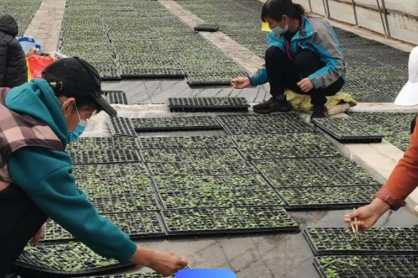 槟榔的种植技术，一般采用种子育苗移裁