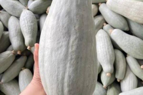 贵族南瓜简介，口感粉糯香甜且外形美观