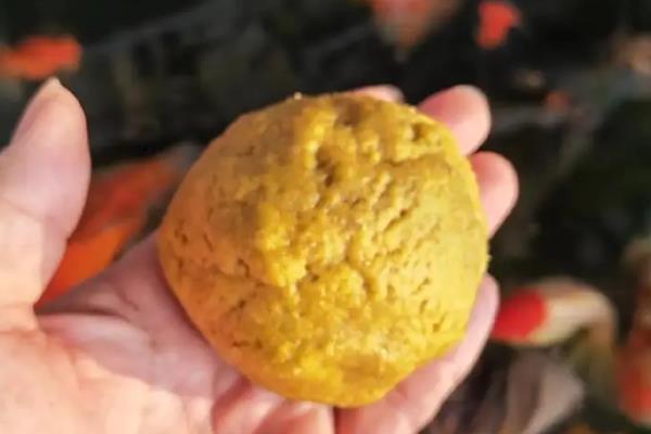 黄金狐好不好养，饲养难度较低