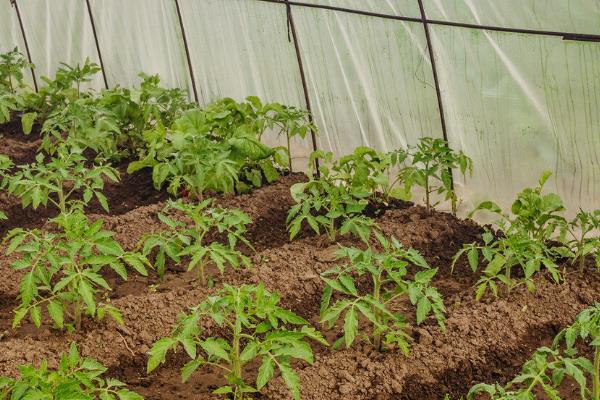 番茄定植前如何防根结线虫病，可施用阿维菌素或噻唑膦磷颗粒剂