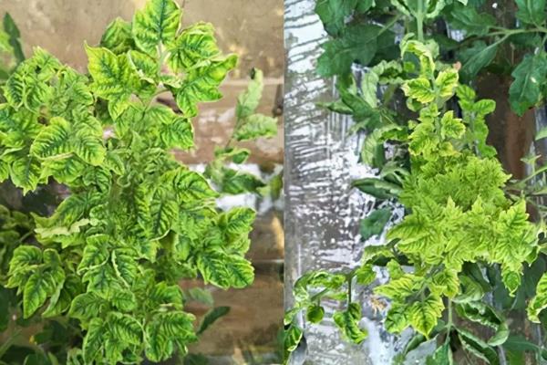 番茄定植前如何防根结线虫病，可施用阿维菌素或噻唑膦磷颗粒剂