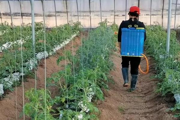 番茄定植前如何防根结线虫病，可施用阿维菌素或噻唑膦磷颗粒剂