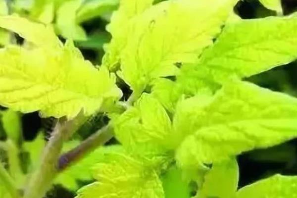 番茄定植前如何防根结线虫病，可施用阿维菌素或噻唑膦磷颗粒剂