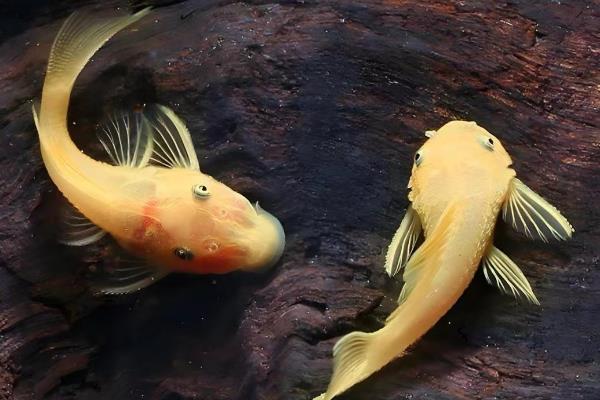 黄金狐好不好养，饲养难度较低