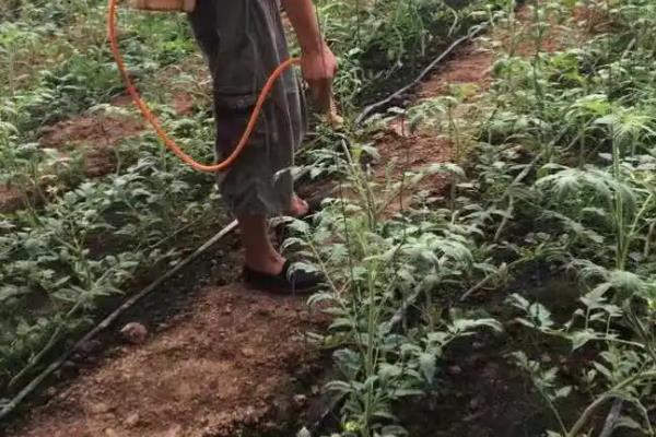 番茄定植前如何防根结线虫病，可施用阿维菌素或噻唑膦磷颗粒剂
