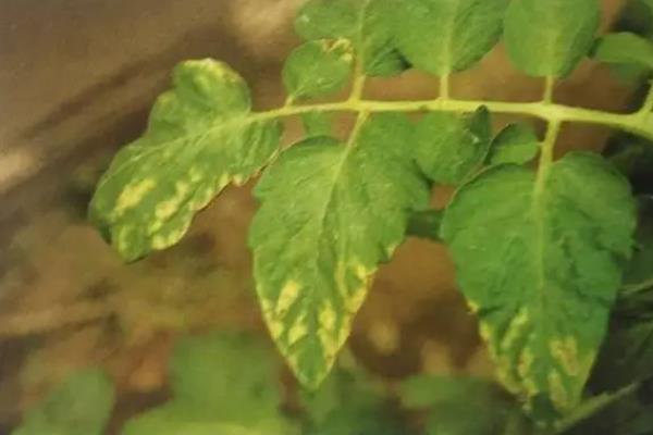 番茄定植前如何防根结线虫病，可施用阿维菌素或噻唑膦磷颗粒剂