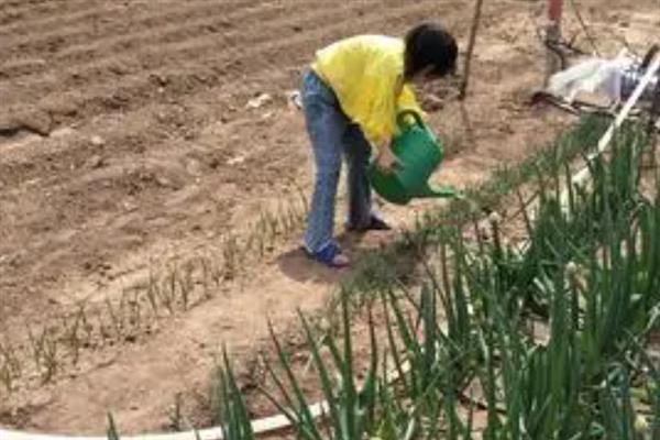 种大葱何时追肥，立秋至白露期间要追施攻叶肥