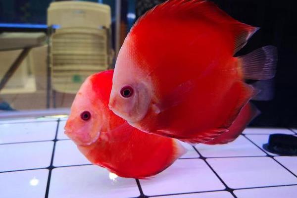 七彩神仙鱼能和鹦鹉鱼混养吗，二者性格不同不适合混养