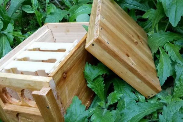 为什么蜜蜂会围王，可能是蜜源中断、蜂王串箱或蜂王错投等