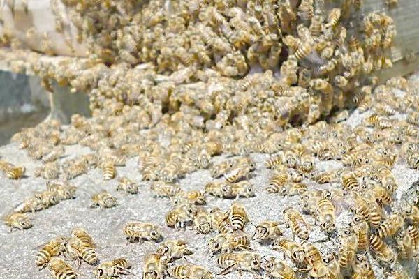 为什么蜜蜂会围王，可能是蜜源中断、蜂王串箱或蜂王错投等