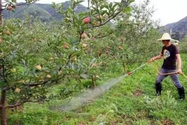 苹果盛果期怎么施肥，以钾肥为主，磷肥为辅