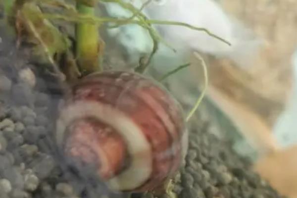 福寿螺能不能用来喂青鱼，体型越大的青鱼取食的福寿螺也越大
