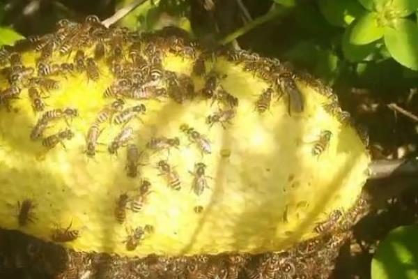 小排蜂能不能装箱养，装箱后按自然蜂巢的构建进行养殖