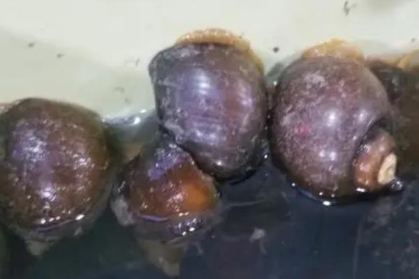 福寿螺能不能用来喂青鱼，体型越大的青鱼取食的福寿螺也越大