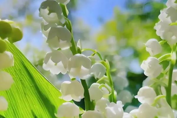 猫咪不可碰的剧毒植物种类有哪些，常见的有百合、铃兰等