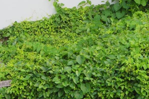 猫咪不可碰的剧毒植物种类有哪些，常见的有百合、铃兰等