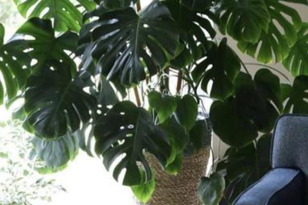 猫咪不可碰的剧毒植物种类有哪些，常见的有百合、铃兰等