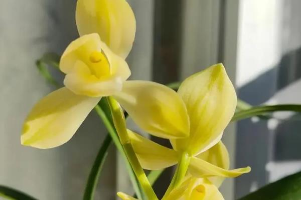 猫咪不可碰的剧毒植物种类有哪些，常见的有百合、铃兰等