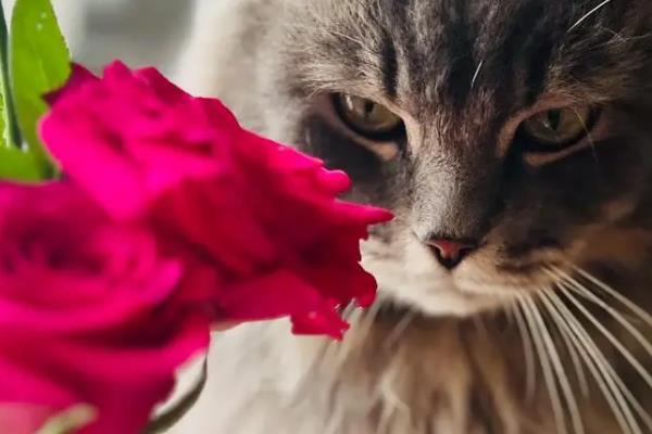 猫咪不可碰的剧毒植物种类有哪些，常见的有百合、铃兰等