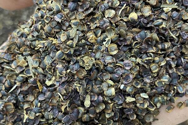 大花金鸡菊的开花时间，5-9月份是它的花期