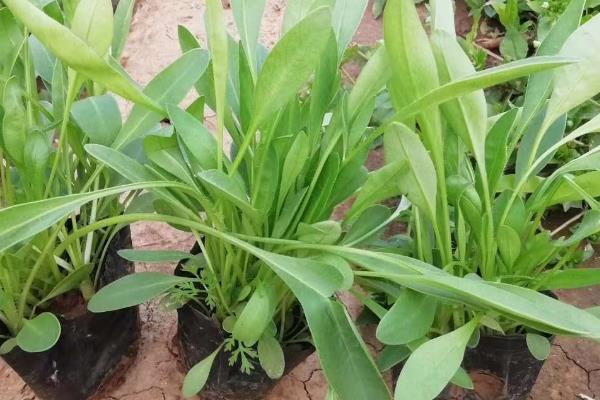 大花金鸡菊的开花时间，5-9月份是它的花期