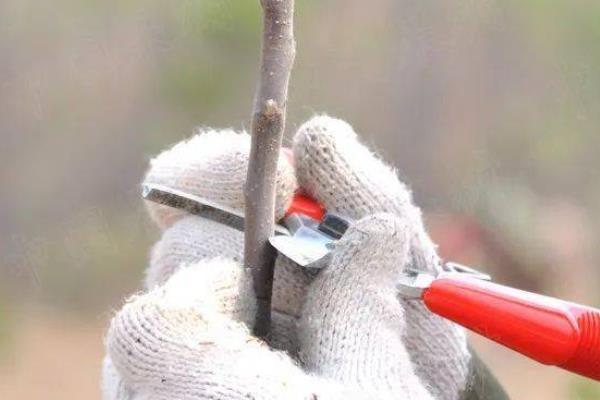 苹果果园如何更新复壮修剪，对树势弱、发枝少、花芽多的树应缩剪弱枝