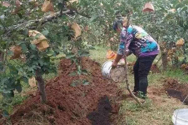 苹果果园如何更新复壮修剪，对树势弱、发枝少、花芽多的树应缩剪弱枝