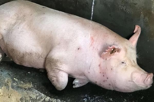 非洲猪瘟怎么防控，禁止用泔水喂猪、断奶仔猪和新买的猪要打疫苗