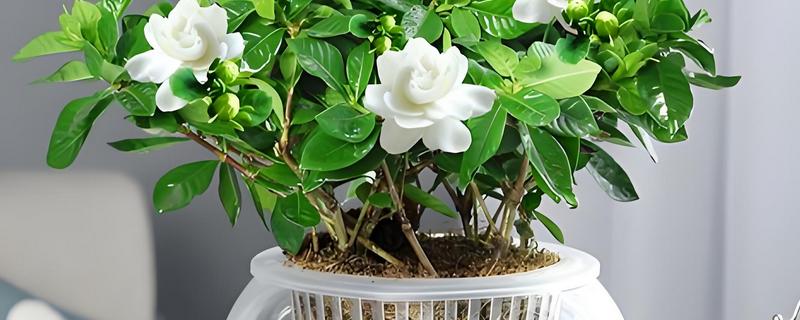 栀子花能否水培成活，用生根溶液浸泡后可以养活