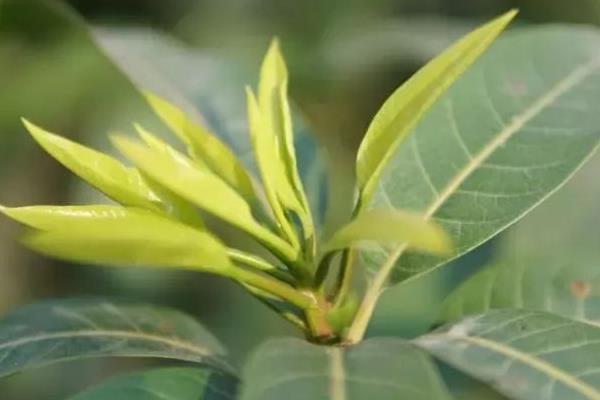 芒果树如何做到合理施肥，在花芽分化前追1次催花肥