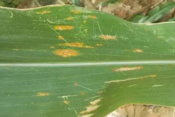 玉米病害的防治方法，常见的有大斑病、小斑病等