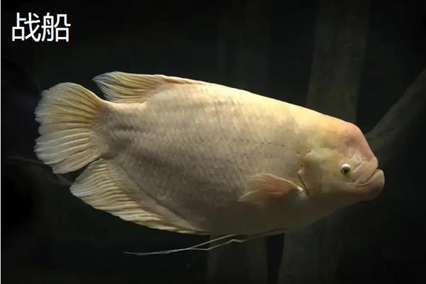什么观赏鱼寿命长，常见的有龙鱼、锦鲤、虎鱼等