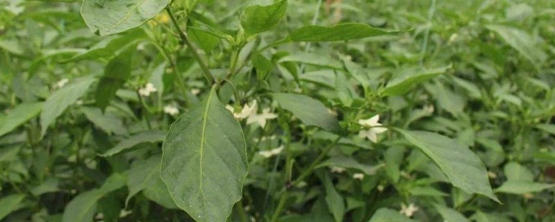 辣椒开花结果期施加哪种肥料，主要用磷钾肥