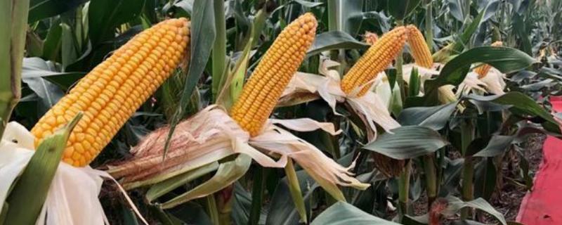 sk4517玉米种是什么品种，属于夏玉米