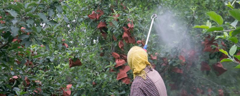 苹果高产园怎么施肥用药，萌芽至开花前第一遍用药