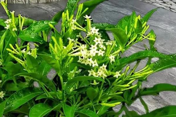 不适合在室内养的花，常见的有夜来香、兰花和郁金香等