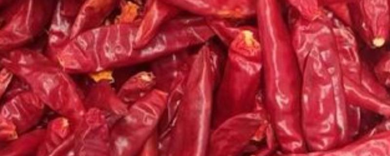 三樱椒的栽培技术，一般在3月上中旬播种育苗