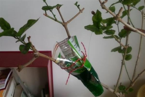 琴叶榕好不好养，养殖难度不大