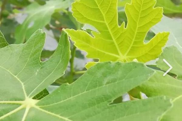 无花果树叶子发黄掉叶的原因，可能是温度不适或浇水不当等