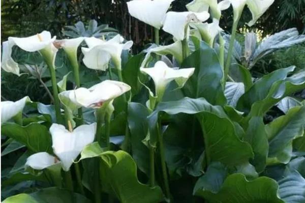 马蹄莲为何不开花，可能是缺光、施肥或浇水不当造成