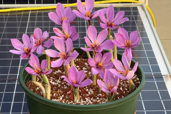 番红花怕不怕晒，番红花怕晒