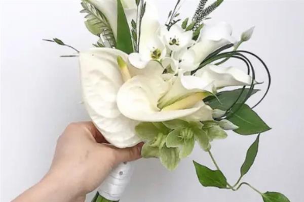 马蹄莲为何不开花，可能是缺光、施肥或浇水不当造成
