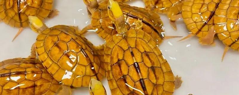 金钱龟与巴西龟的区别，自然分类和外形均不同