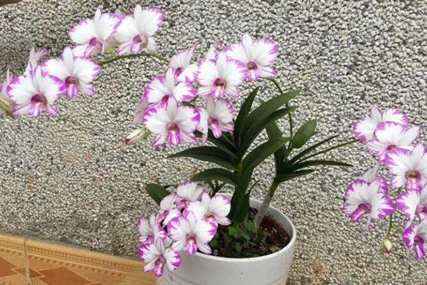 石斛兰有什么花语，寓意着祝福、欢迎、勇敢